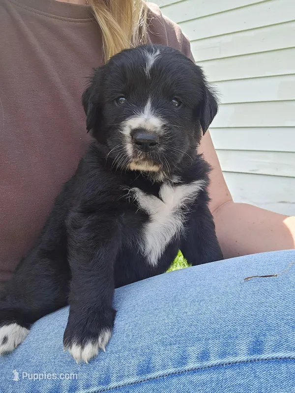 Orange male – Golden Mountain Dog puppy for sale in Snohomish, WA