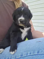 Orange male, a male Golden Mountain Dog for sale in Snohomish, WA – Photo 1 of 5