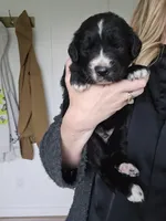 Orange male, a male Golden Mountain Dog for sale in Snohomish, WA – Photo 2 of 5