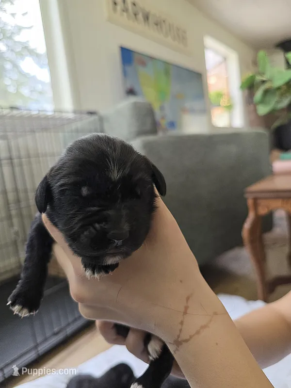 Girl 3 – Golden Mountain Dog puppy for sale in Snohomish, WA