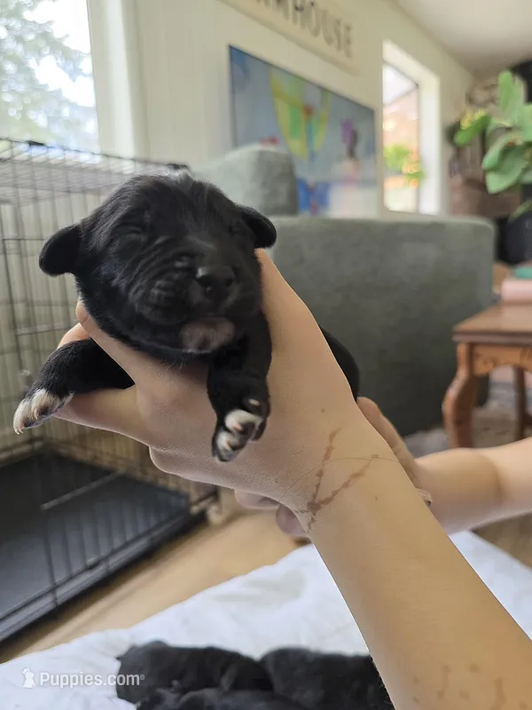 Male 2 – Golden Mountain Dog puppy for sale in Snohomish, WA