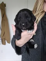 Lime Green male, a male Golden Mountain Dog for sale in Snohomish, WA – Photo 2 of 5