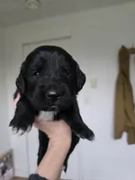 Lime Green male, a male Golden Mountain Dog for sale in Snohomish, WA – Photo 3 of 5