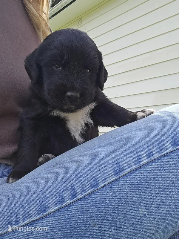 Lime Green male – Golden Mountain Dog puppy for sale in Snohomish, WA
