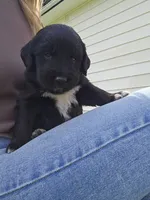 Lime Green male, a male Golden Mountain Dog for sale in Snohomish, WA – Photo 1 of 5