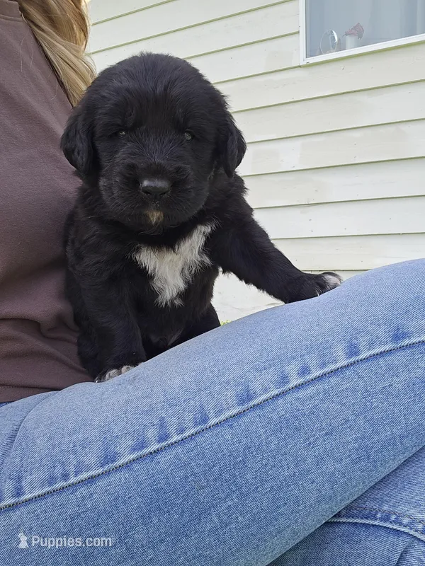 Dark blue male – Golden Mountain Dog puppy for sale in Snohomish, WA
