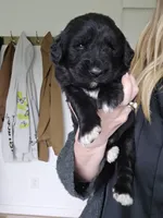 Dark blue male, a male Golden Mountain Dog for sale in Snohomish, WA – Photo 2 of 5