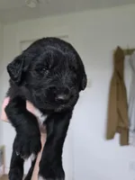 Dark blue male, a male Golden Mountain Dog for sale in Snohomish, WA – Photo 3 of 5