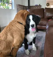 Dark blue male, a male Golden Mountain Dog for sale in Snohomish, WA – Photo 4 of 5