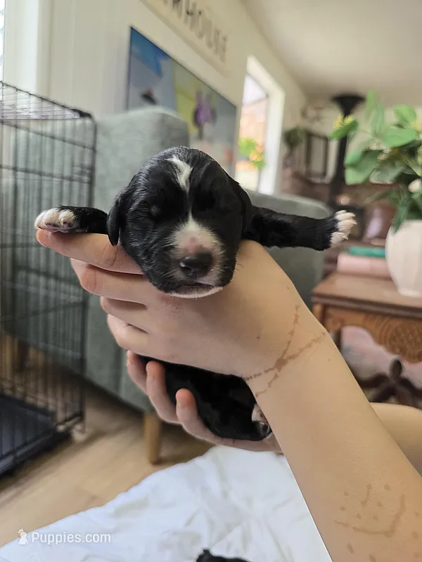 Male 1 – Golden Mountain Dog puppy for sale in Snohomish, WA