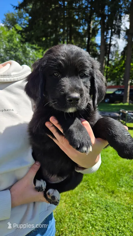 Yellow female – Golden Mountain Dog puppy for sale in Snohomish, WA