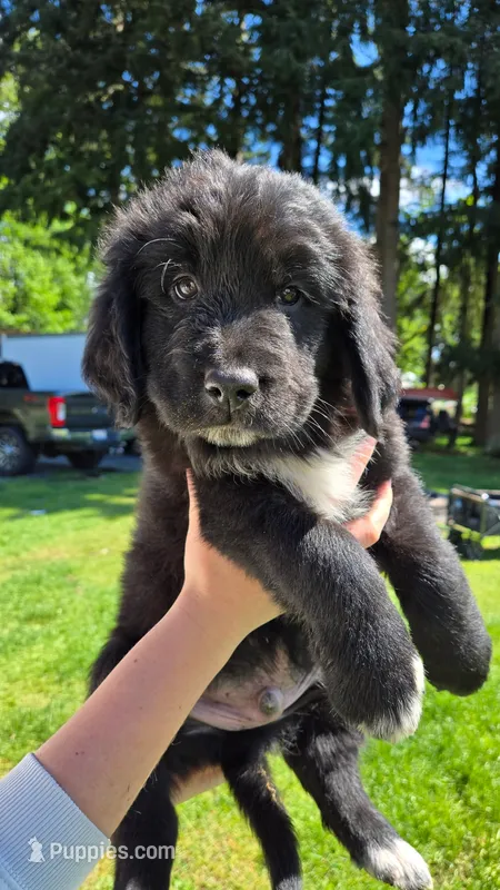 Light blue male – Golden Mountain Dog puppy for sale in Snohomish, WA