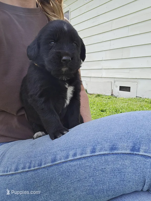Yellow female – Golden Mountain Dog puppy for sale in Snohomish, WA