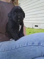 Yellow female, a female Golden Mountain Dog for sale in Snohomish, WA – Photo 1 of 5