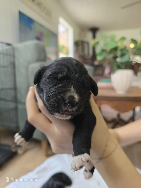 Girl 2  – Golden Mountain Dog puppy for sale in Snohomish, WA