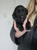 Yellow female, a female Golden Mountain Dog for sale in Snohomish, WA – Photo 2 of 5