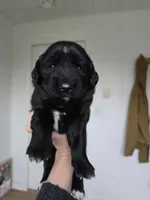 Yellow female, a female Golden Mountain Dog for sale in Snohomish, WA – Photo 3 of 5