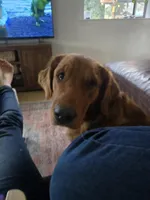 Yellow female, a female Golden Mountain Dog for sale in Snohomish, WA – Photo 5 of 5