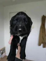 Light blue male, a male Golden Mountain Dog for sale in Snohomish, WA – Photo 3 of 5