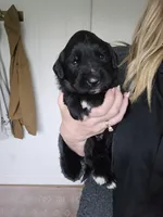 Light blue male, a male Golden Mountain Dog for sale in Snohomish, WA – Photo 2 of 5