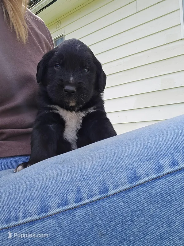 Light blue male – Golden Mountain Dog puppy for sale in Snohomish, WA