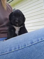 Light blue male, a male Golden Mountain Dog for sale in Snohomish, WA – Photo 1 of 5