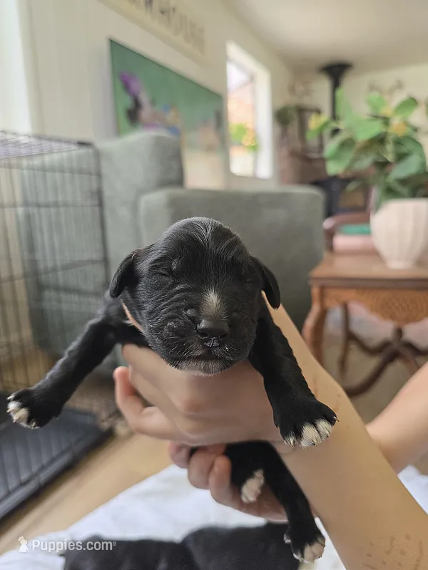 Male 3 – Golden Mountain Dog puppy for sale in Snohomish, WA