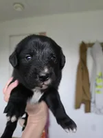 Pink female, a female Golden Mountain Dog for sale in Snohomish, WA – Photo 3 of 5