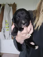 Pink female, a female Golden Mountain Dog for sale in Snohomish, WA – Photo 2 of 5