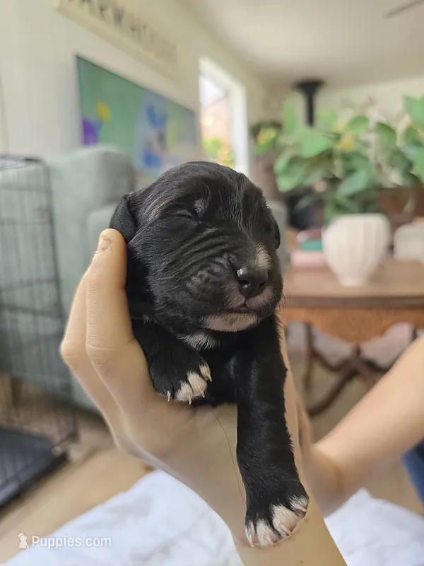 Female 4 – Golden Mountain Dog puppy for sale in Snohomish, WA