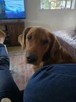 Pink female, a female Golden Mountain Dog for sale in Snohomish, WA – Photo 5 of 5