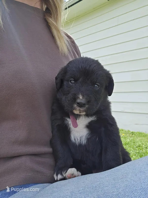 Pink female – Golden Mountain Dog puppy for sale in Snohomish, WA