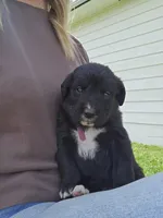 Pink female, a female Golden Mountain Dog for sale in Snohomish, WA – Photo 1 of 5