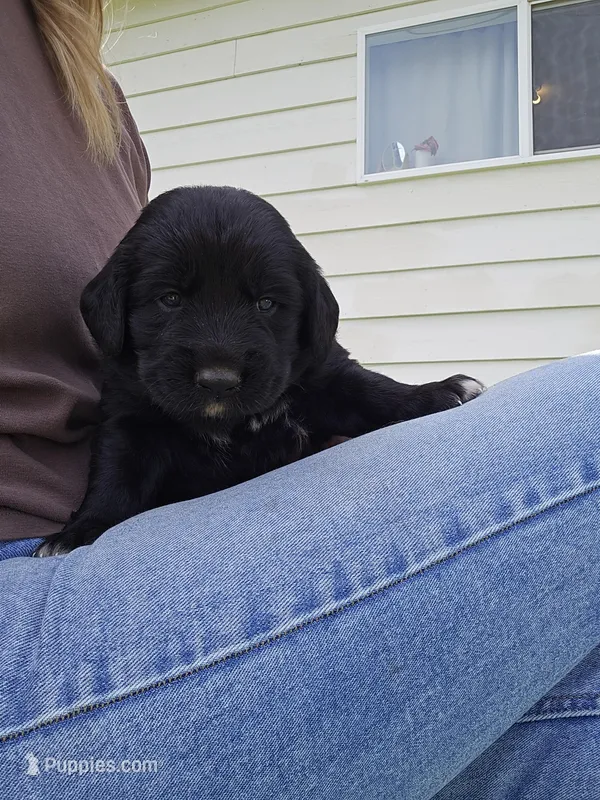 Light pink female  – Golden Mountain Dog puppy for sale in Snohomish, WA