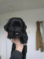 Light pink female , a female Golden Mountain Dog for sale in Snohomish, WA – Photo 3 of 5