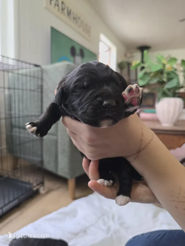 Male 4 – Golden Mountain Dog puppy for sale in Snohomish, WA