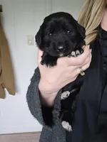 Light pink female , a female Golden Mountain Dog for sale in Snohomish, WA – Photo 2 of 5