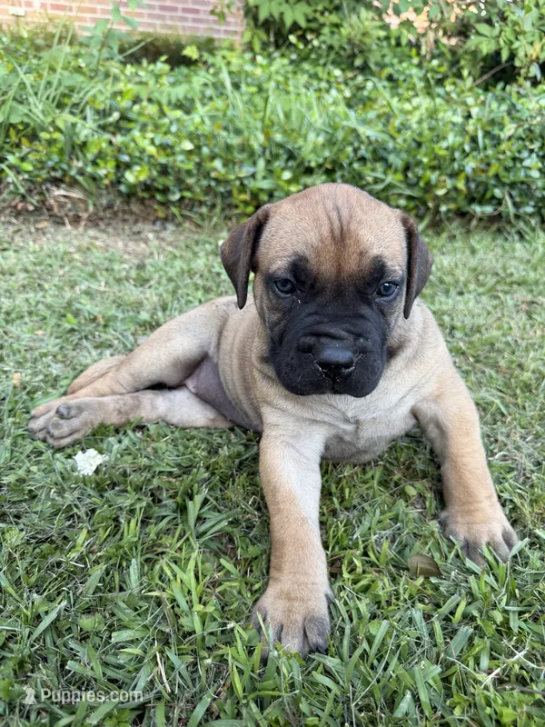 Lala  – Boerboel puppy for sale in Baton Rouge, LA