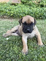 Lala , a male Boerboel for sale in Baton Rouge, LA – 1 of 2