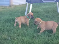 Dark green, a male Boerboel for sale in Prescott, AZ – Photo 5 of 10