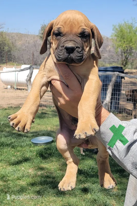 Dark green (sire & dam appraised by NABBR) – Boerboel puppy for sale in Prescott, AZ