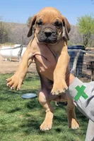 Dark green (sire & dam appraised by NABBR), a male Boerboel for sale in Prescott, AZ – Photo 1 of 10