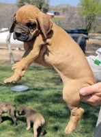 Dark green (sire & dam appraised by NABBR), a male Boerboel for sale in Prescott, AZ – Photo 2 of 10