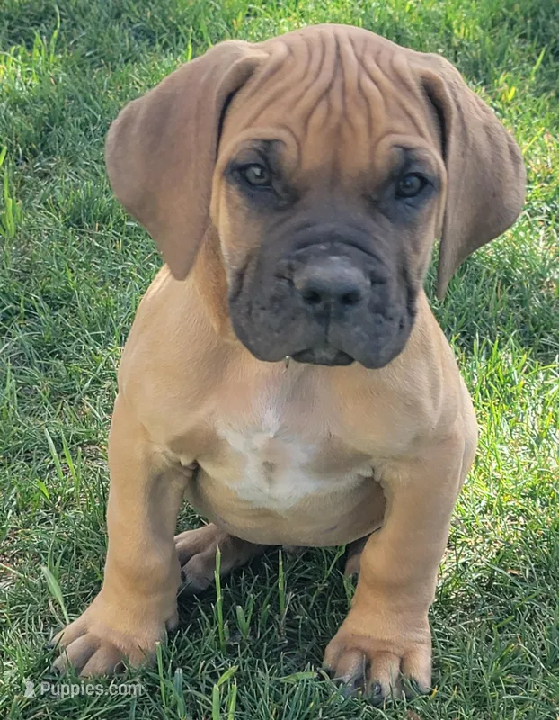 Dark green (sire & dam appraised by NABBR) – Boerboel puppy for sale in Prescott, AZ
