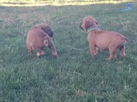 Dark green, a male Boerboel for sale in Prescott, AZ – Photo 4 of 10