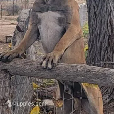 Dark green, a male Boerboel for sale in Prescott, AZ – Photo 7 of 10