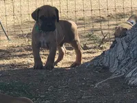 Dark green (sire & dam appraised by NABBR), a male Boerboel for sale in Prescott, AZ – Photo 5 of 10