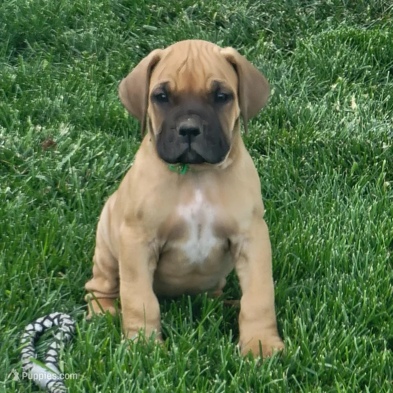Dark green (sire & dam appraised by NABBR) – Boerboel puppy for sale in Prescott, AZ