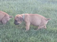 Dark green, a male Boerboel for sale in Prescott, AZ – Photo 3 of 10