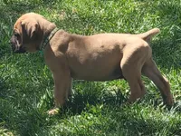 Dark green (sire & dam appraised by NABBR), a male Boerboel for sale in Prescott, AZ – Photo 3 of 10